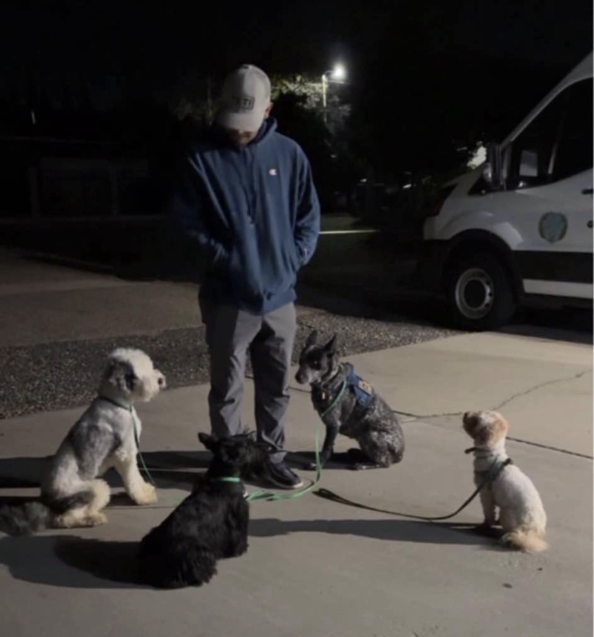 Several dogs practicing a calm group sit around a trainer
